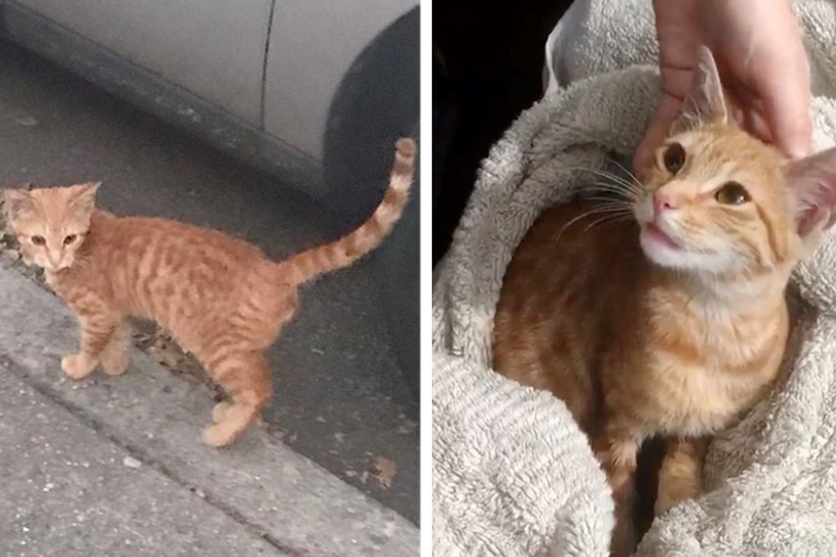 Stray Kitten Waits Outside Home of Family He Befriended, Asking for Help