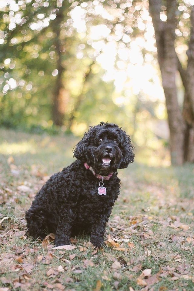 Why Cockapoos Are The Best Dog Ever, According To Science