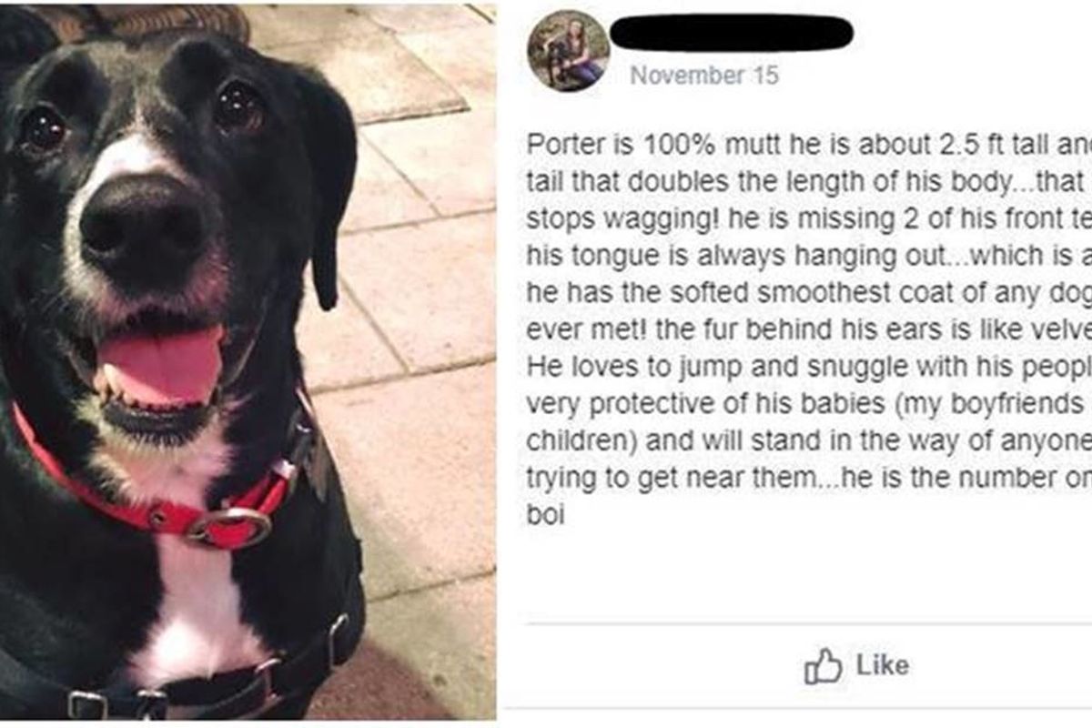 A blind man in a Facebook group asked people to describe their dogs and it's the sweetest post ever