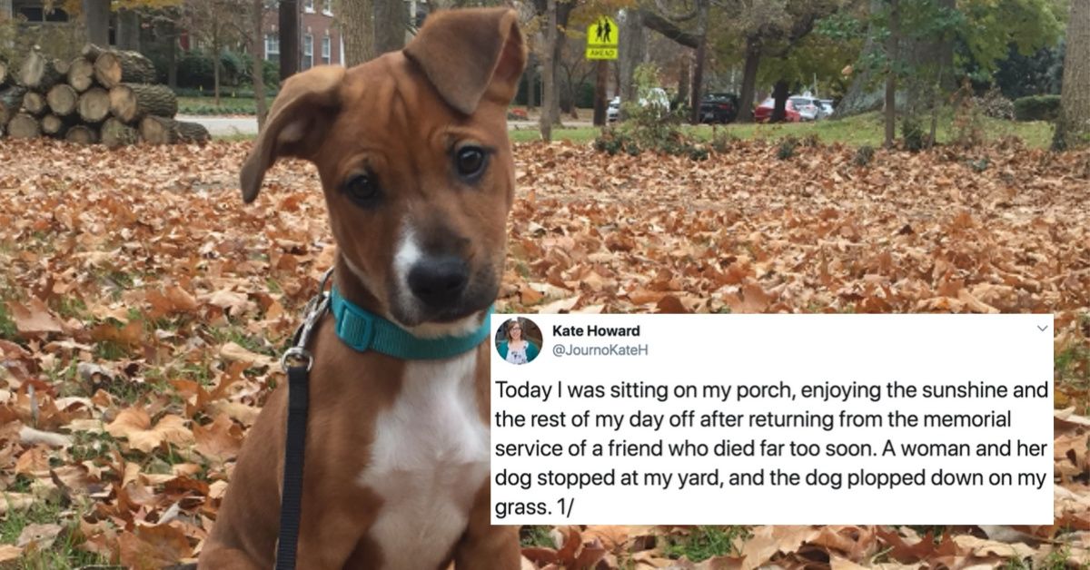 Woman's Emotional Foster Dog Reunion Story Is Serendipity At Its Finest