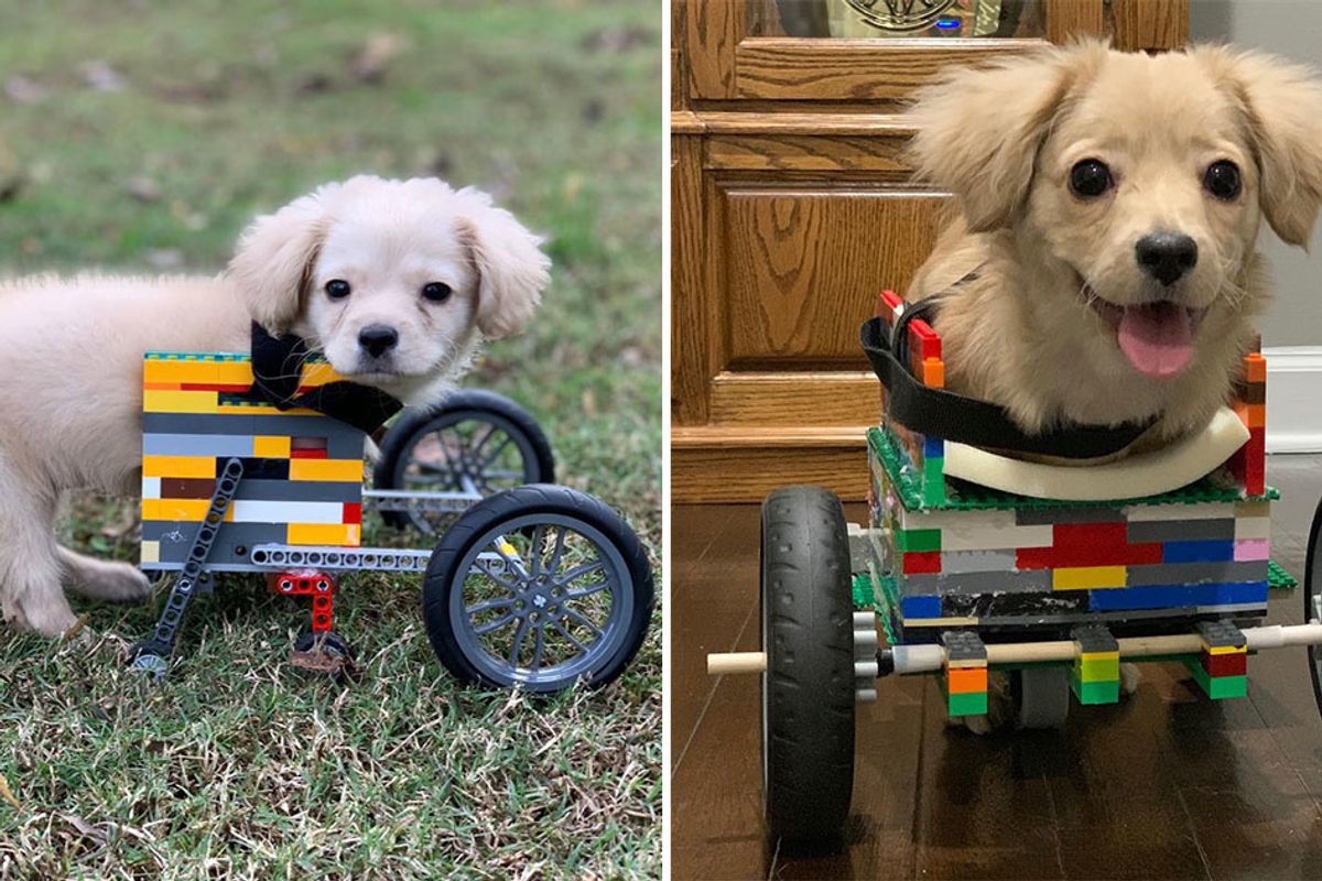 Dog with 2 legs gets wheelchair built out of Legos by 12-year-old boy