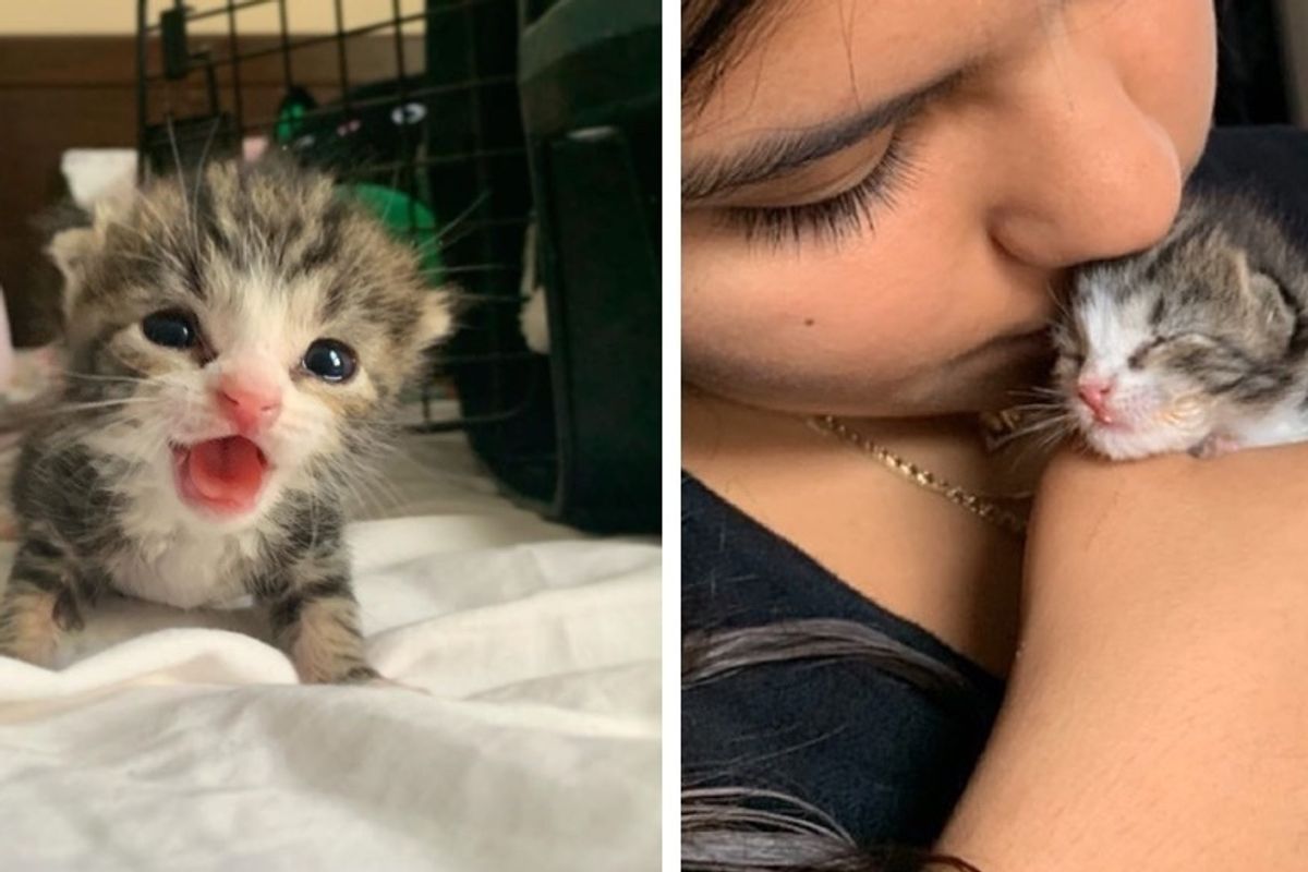 Kitten Rescued from Rough Start is So Happy When He Gets Back on His Paws