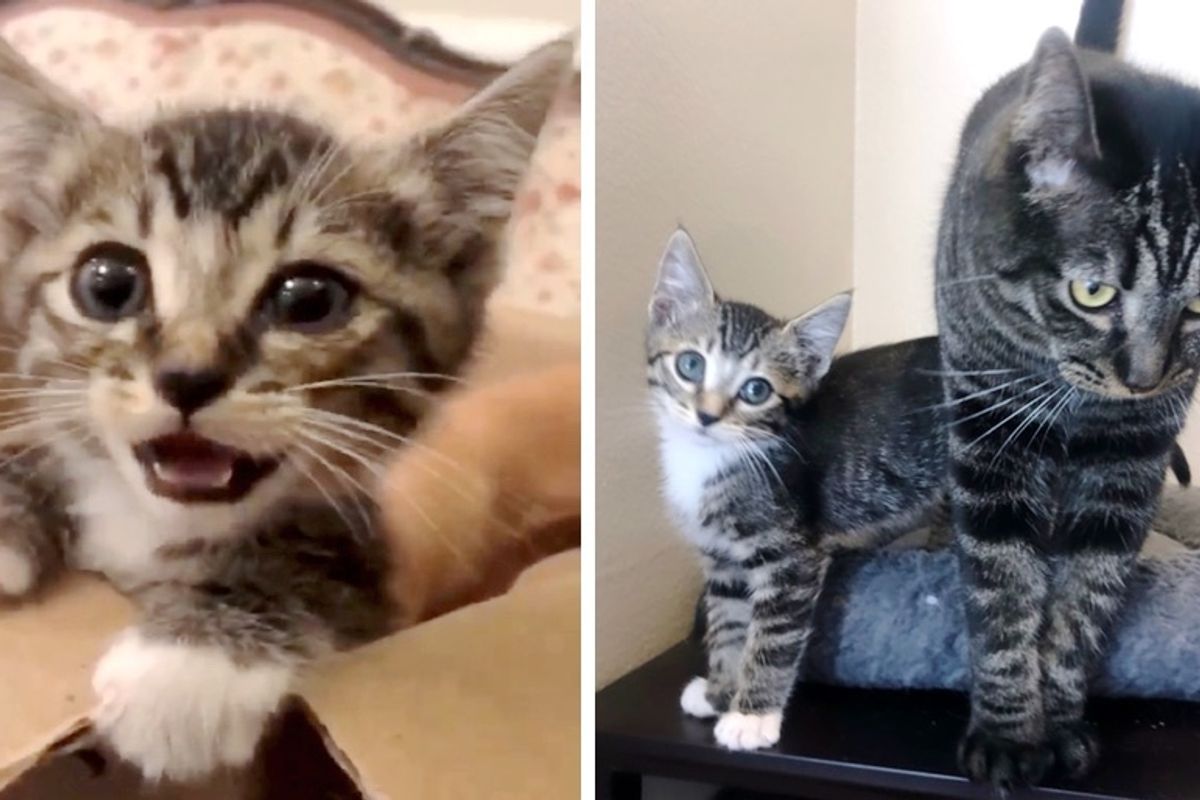 Couple Tries to Foster Kitten They Rescued, But Their Cat Has a Different Plan
