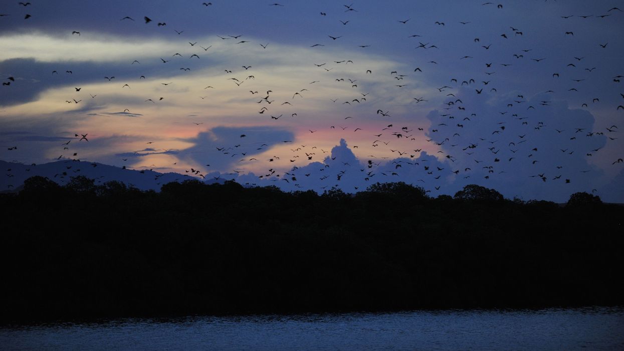 Watch 450,000 bats fly into the night in Florida at the​ world's largest occupied bat houses