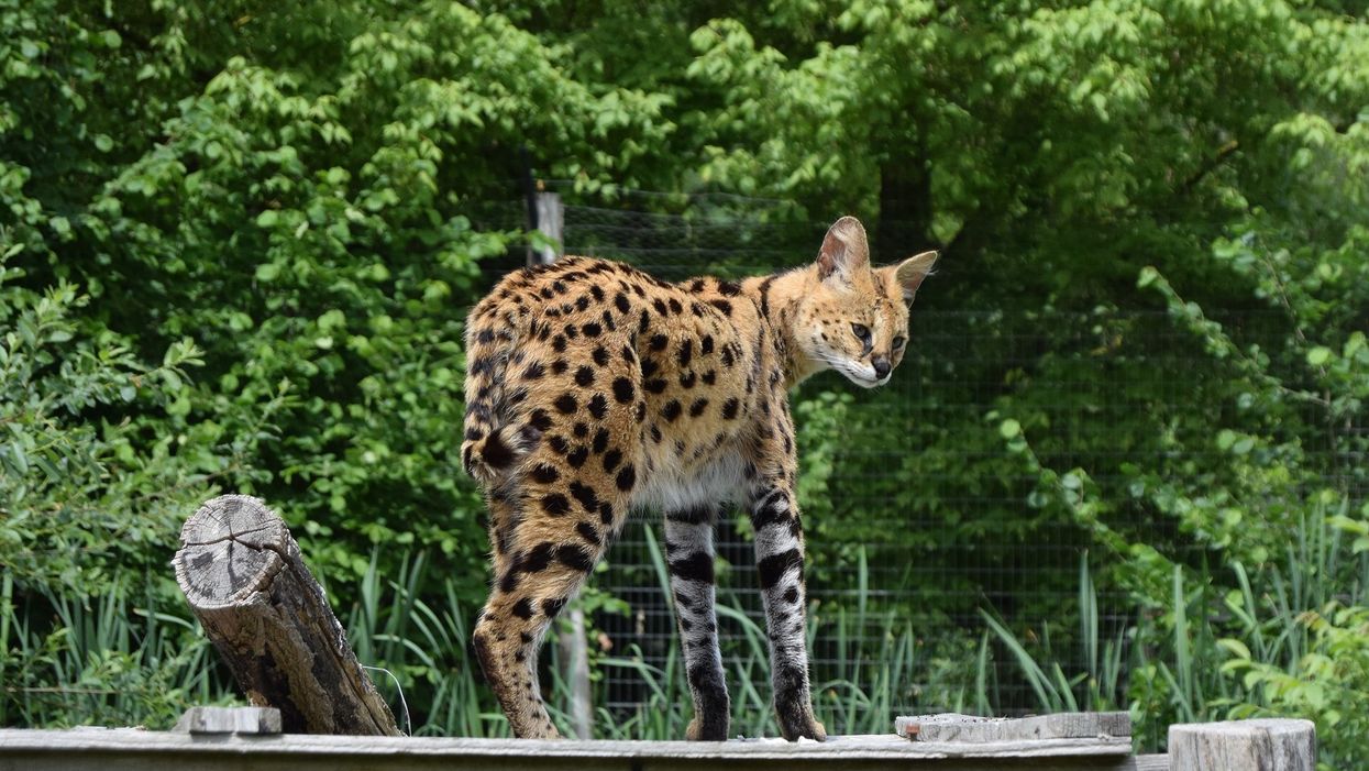 There's an exotic African cat roaming around the woods of North Carolina