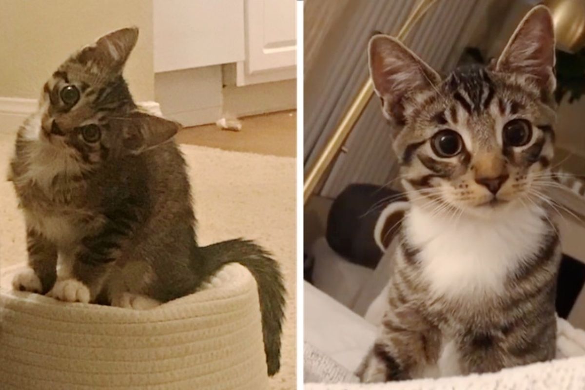 Kitten Walks Up to Woman Asking to Be Adopted — She Discovers His Chirpy Meows, Unbridled Energy