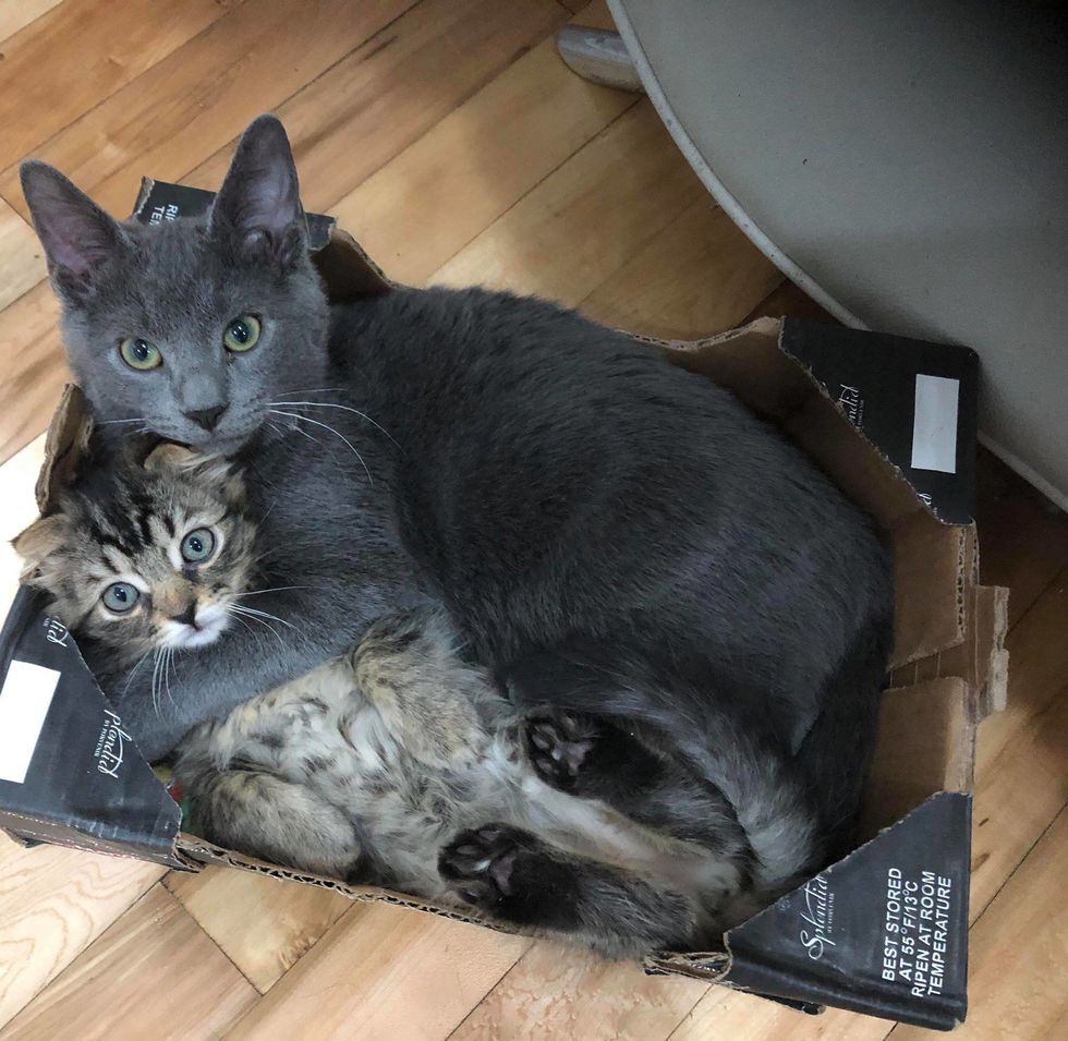 Pint-sized Kitten Insists on Being Shoulder Cat After Rescuers Nursed