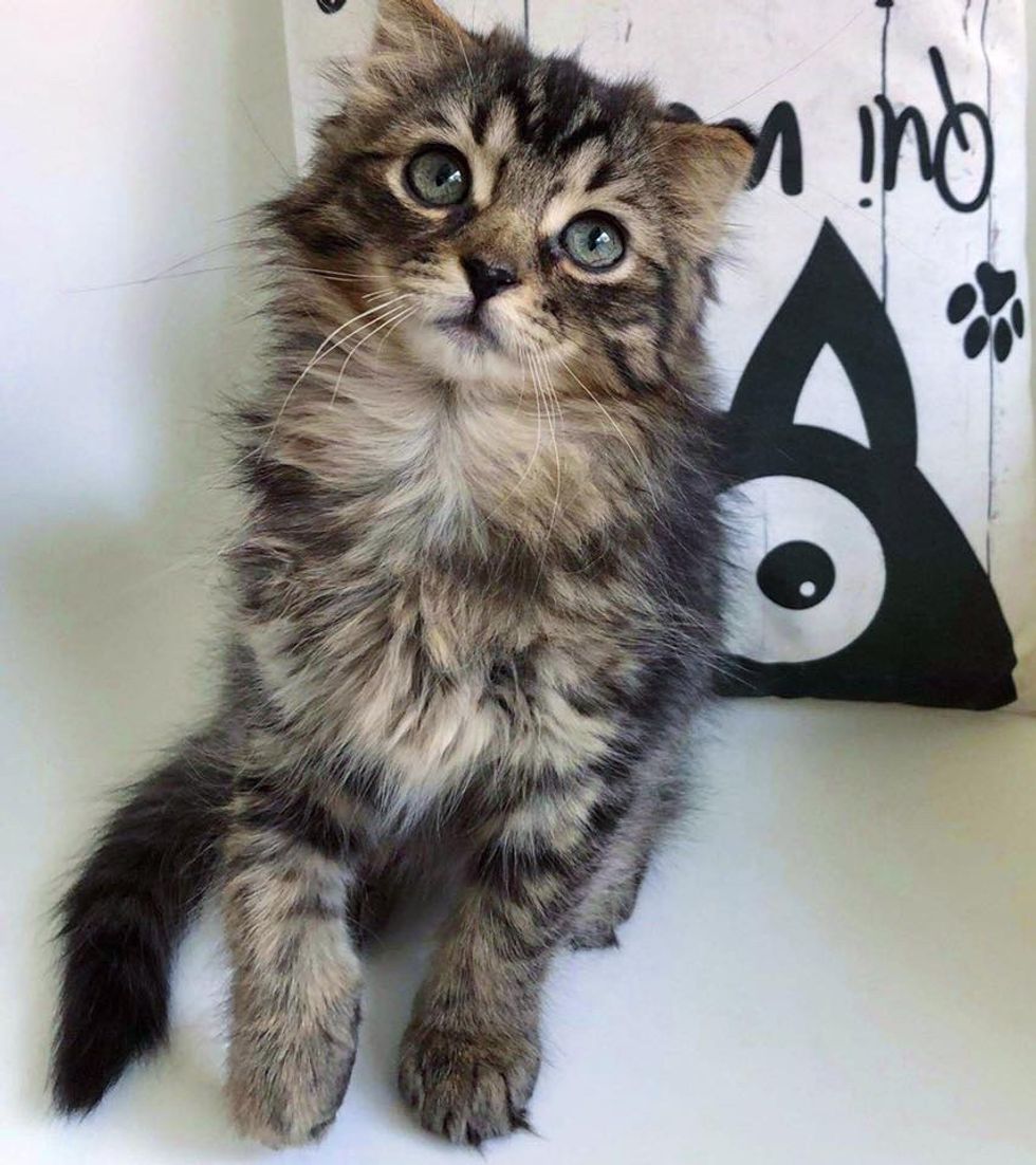 Pint-sized Kitten Insists on Being Shoulder Cat After Rescuers Nursed