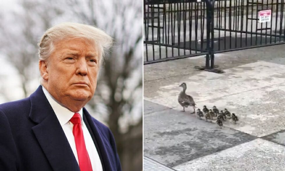 Mama Duck and Ducklings Spotted Crossing a Fence Onto White House Grounds, and Now Everyone's Making the Same Joke