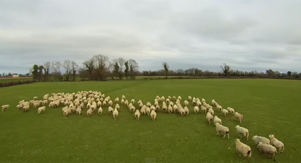 Injury Forces Drone to Replace Sheepdog.