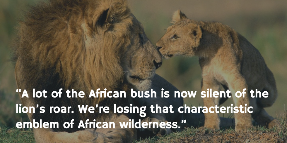 There Once Were 200,000 Lions in Africa. How Many Now Remain?