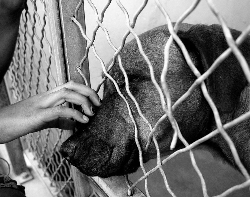 When No-Kill Shelters are Inhumane