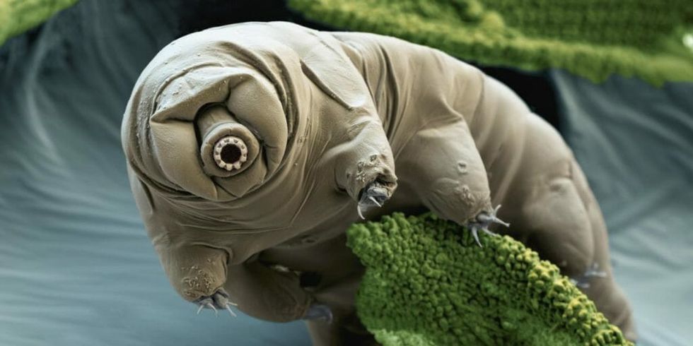 Tardigrades Can Survive Almost Anything, and Now We Know How
