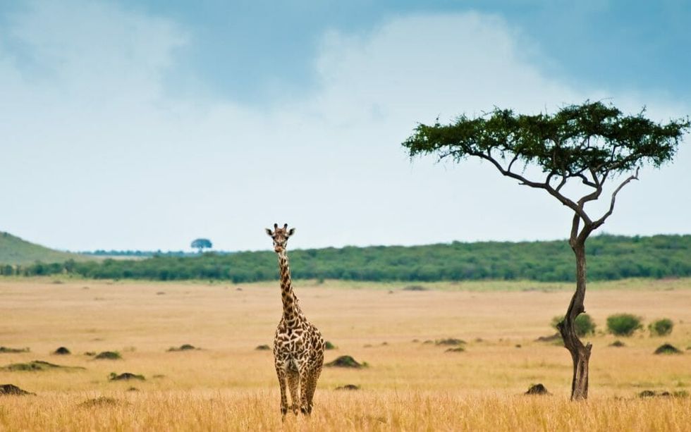 Giraffes Are Next On The Watch List