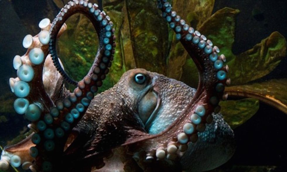 It turns out Octopi are the Real X-Men