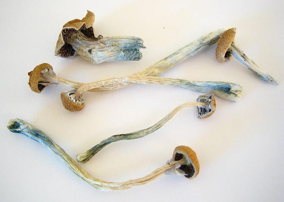 Results Are Out On Magic Mushrooms