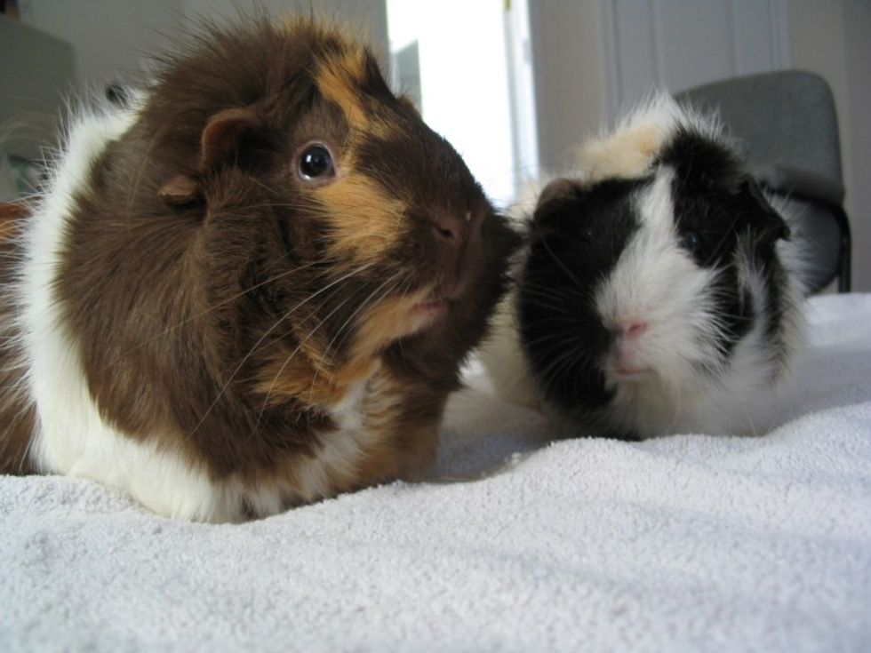A Computer Is Picking Names Like "Spockers" for Rescued Guinea Pigs
