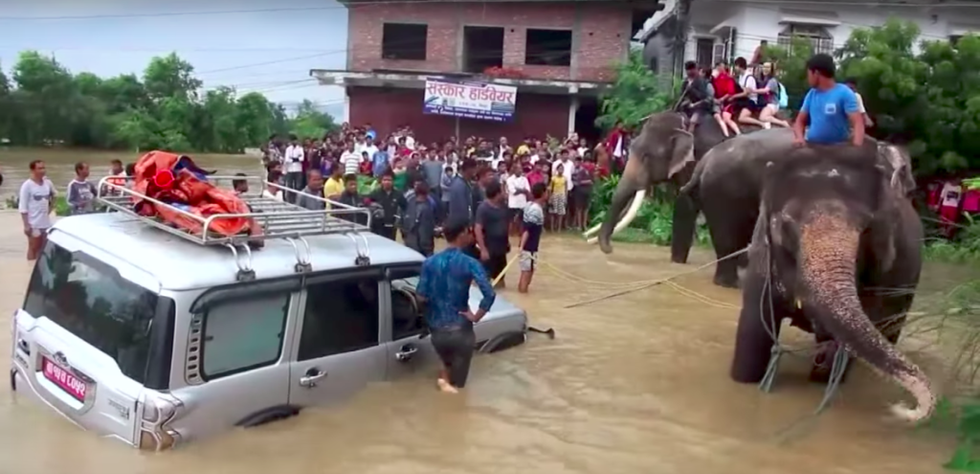 Elephants Helped Carry Stranded Tourists To Safety In Nepal