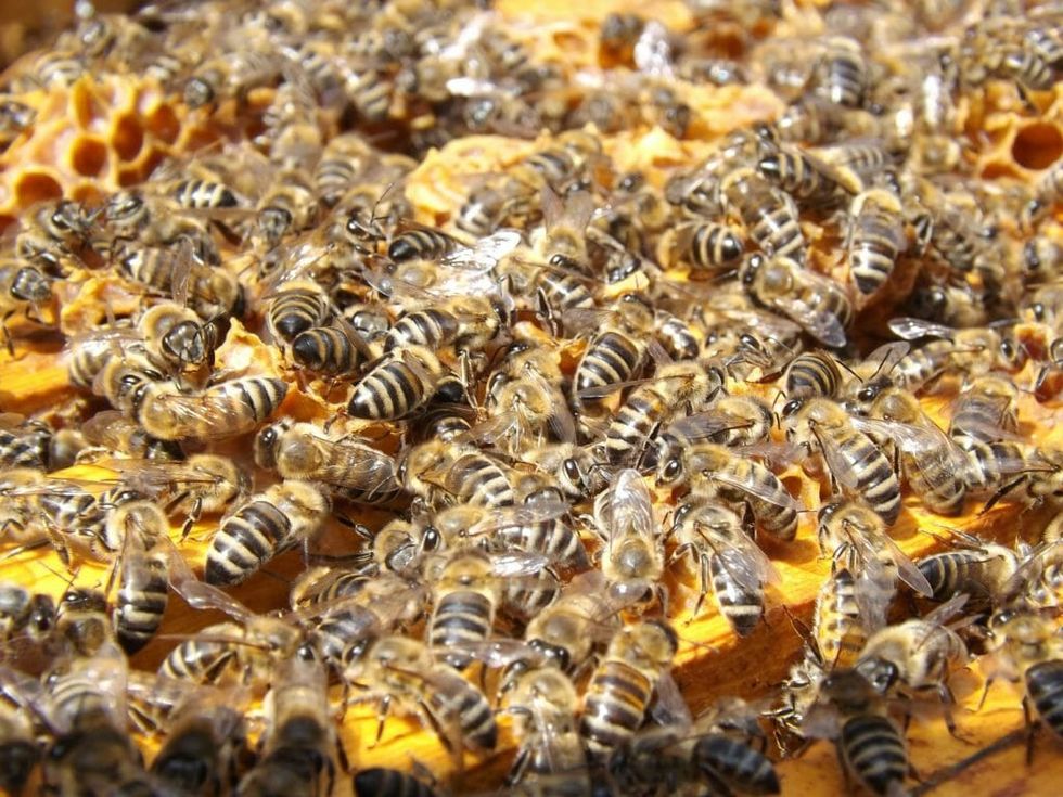 Finally Some Good News For U.S. Honeybees