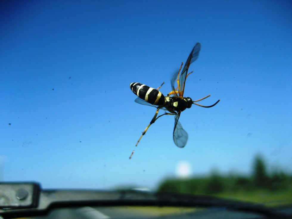 Massive Declines in Insect Populations Lead to 'Windshield Phenomenon'