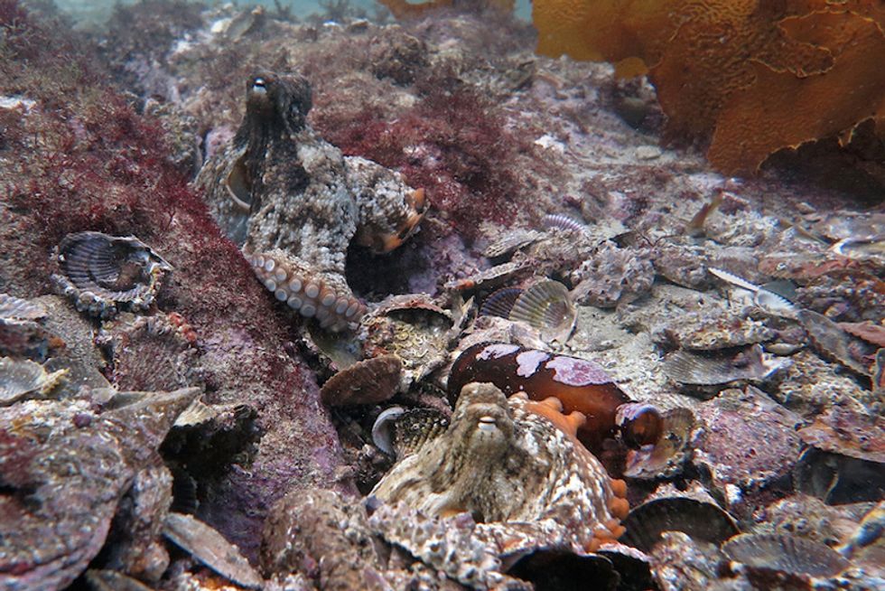 VIDEO: A Small Community Of Octopuses Dubbed 'Octlantis' Is Fascinating Scientists