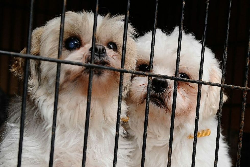 New California Law Cracks Down on Puppy Mills