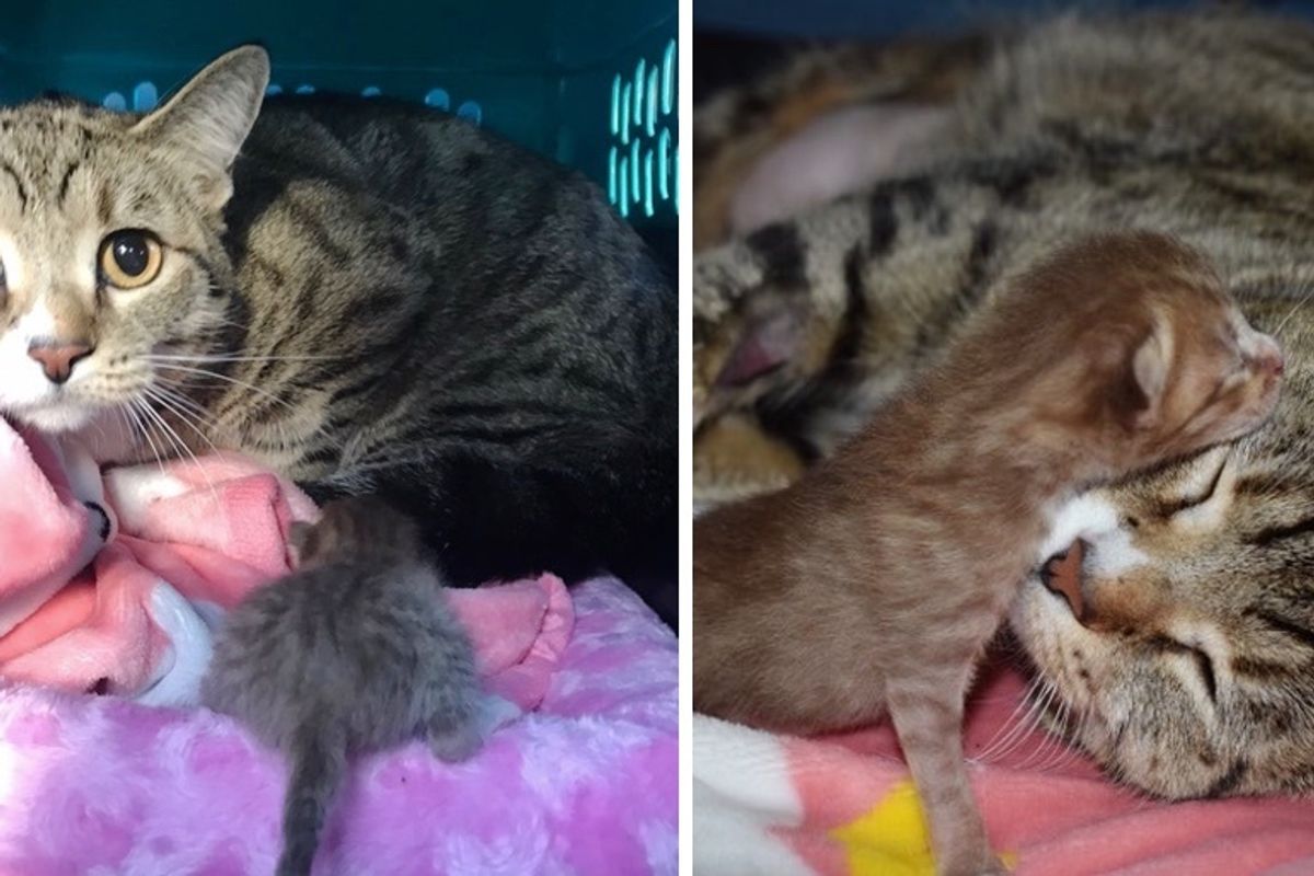 Cat is So Happy When She Finds Help for Her Only Kitten