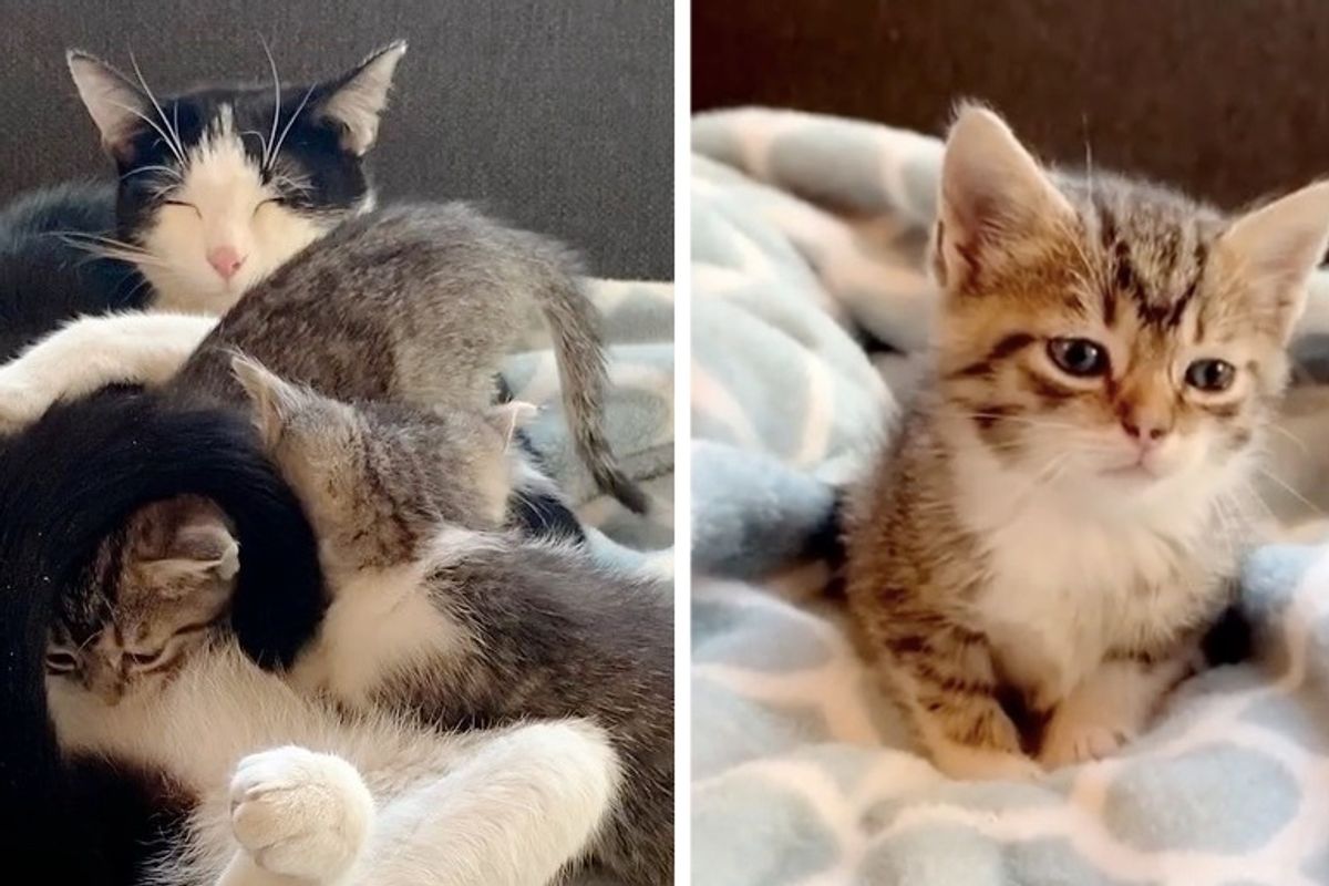 Kitten with Worried Eyes Rescued Along with His Family — He Can’t Stop Cuddling