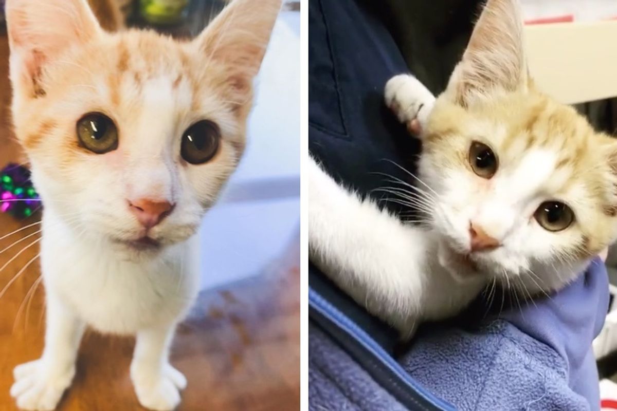 Kitten With Crooked Smile Gives Everyone Cuddles After He Was Rescued from Streets