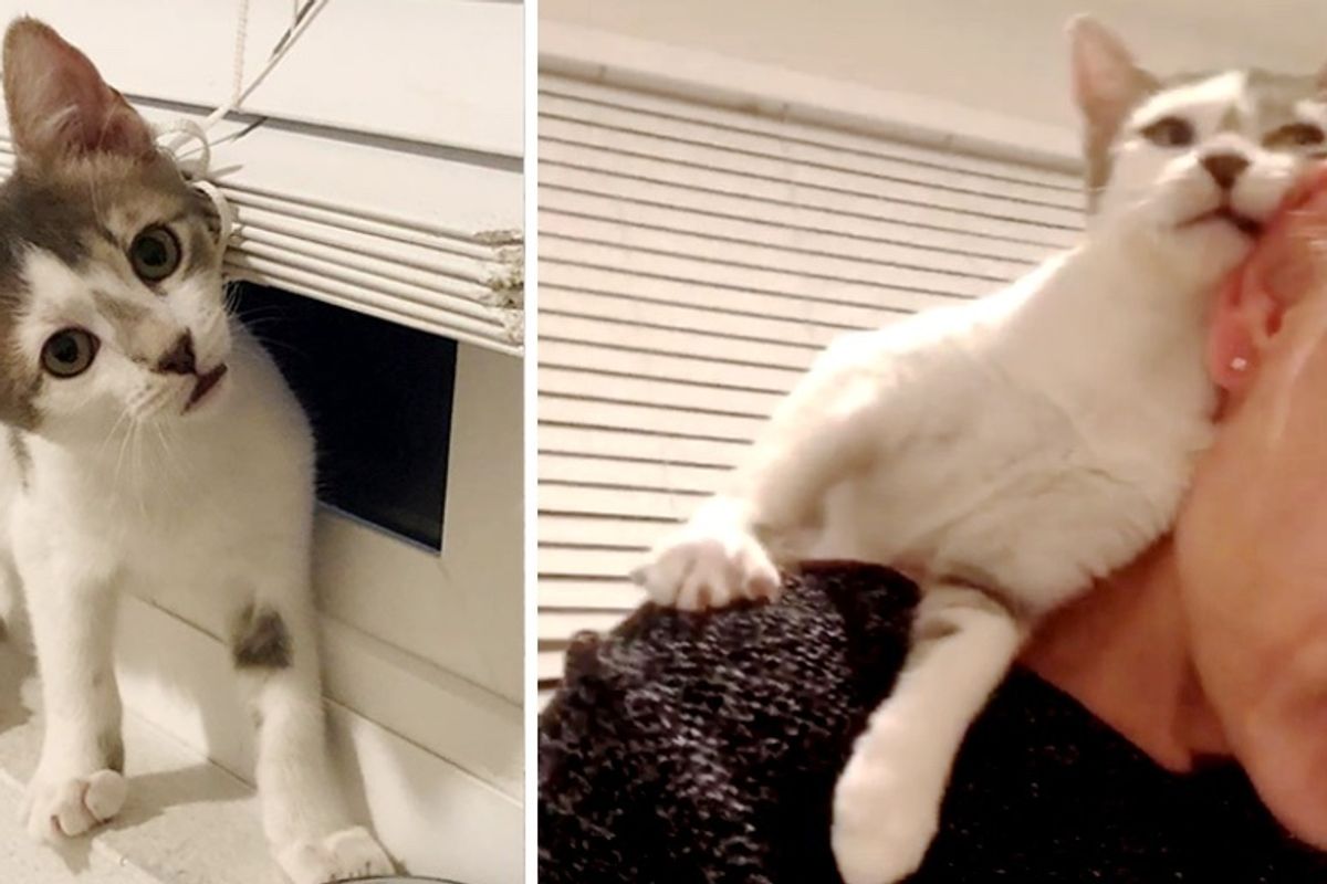 Kitten Jumps on Woman's Shoulders for Cuddles After She Rescued Her