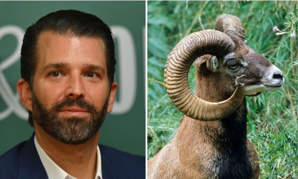 Don Jr. Got a Retroactive Permit from Mongolian Officials After Killing a Near-Endangered Sheep on a Recent Hunting Trip