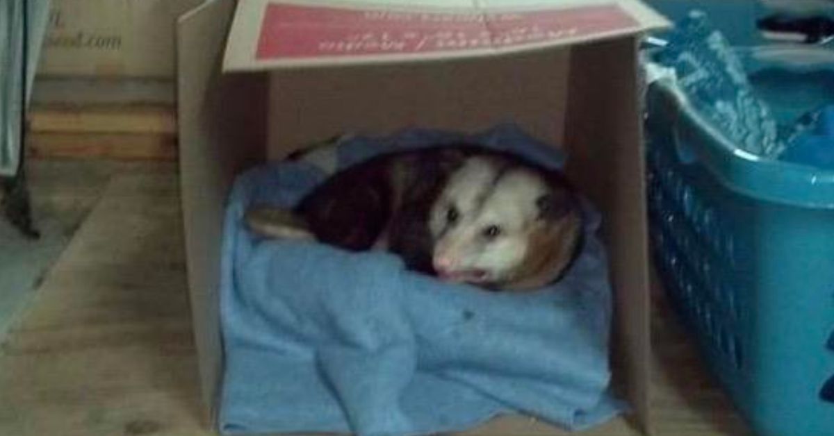 Person's Viral Story About An Opossum Named Hank That Lives In Their Aunt's Garage Has The Internet Obsessed
