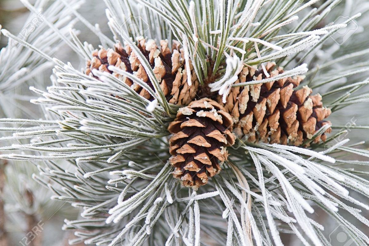 Frosted Pine Cone