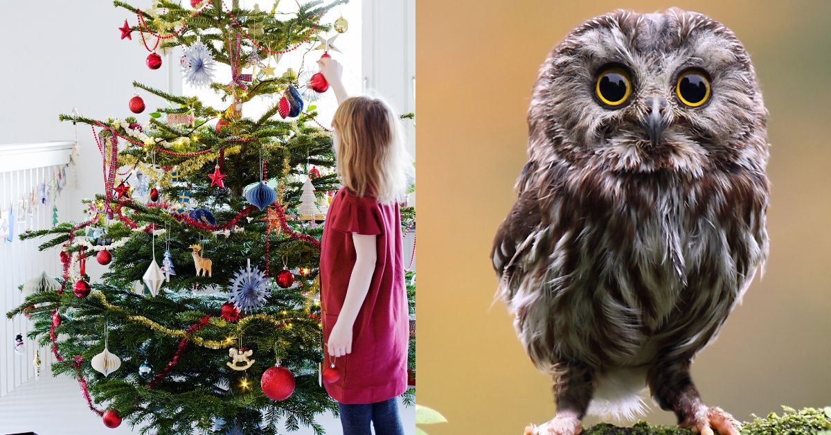 Young Georgia Girl Is Given A Fright After Finding A Live Owl Living In Her Christmas Tree