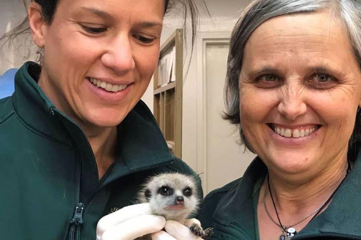 Someone stole a meerkat from the Perth Zoo because he thought it would 'be cool as a pet'