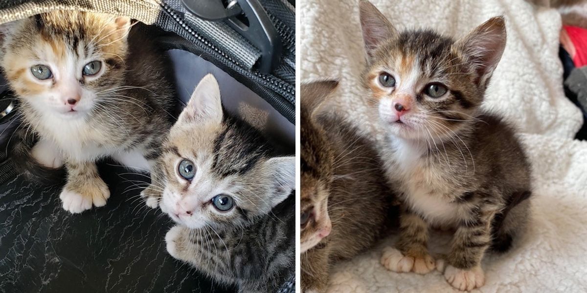 Kitten With Mitten Paws Cuddles Her Brother After They Were Rescued