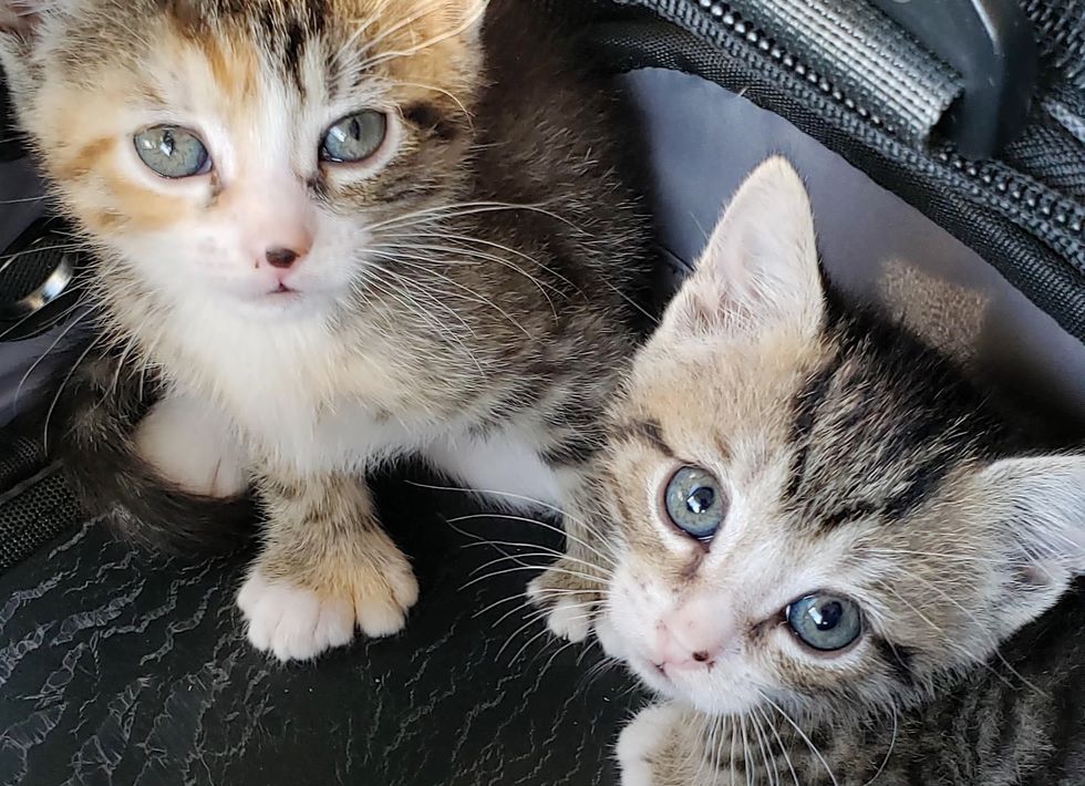 Kitten With Mitten Paws Cuddles Her Brother After They Were Rescued
