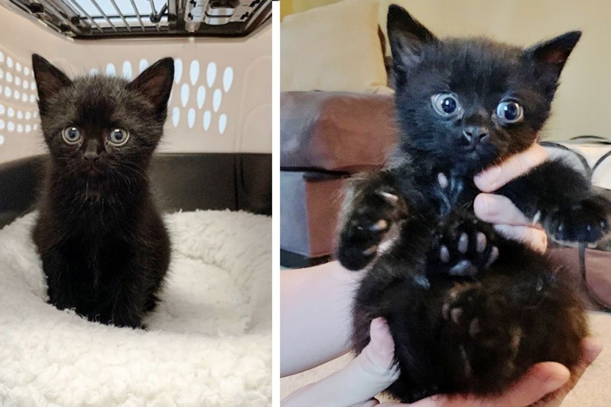 Man Hears Kitten’s Cries and Rescues Him From Roadside Just in Time