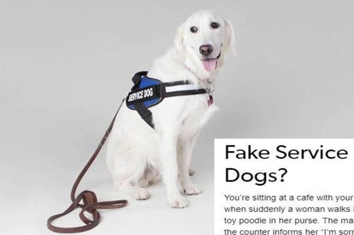 A disabled woman's post on fake service animals perfectly explains why it's a big problem