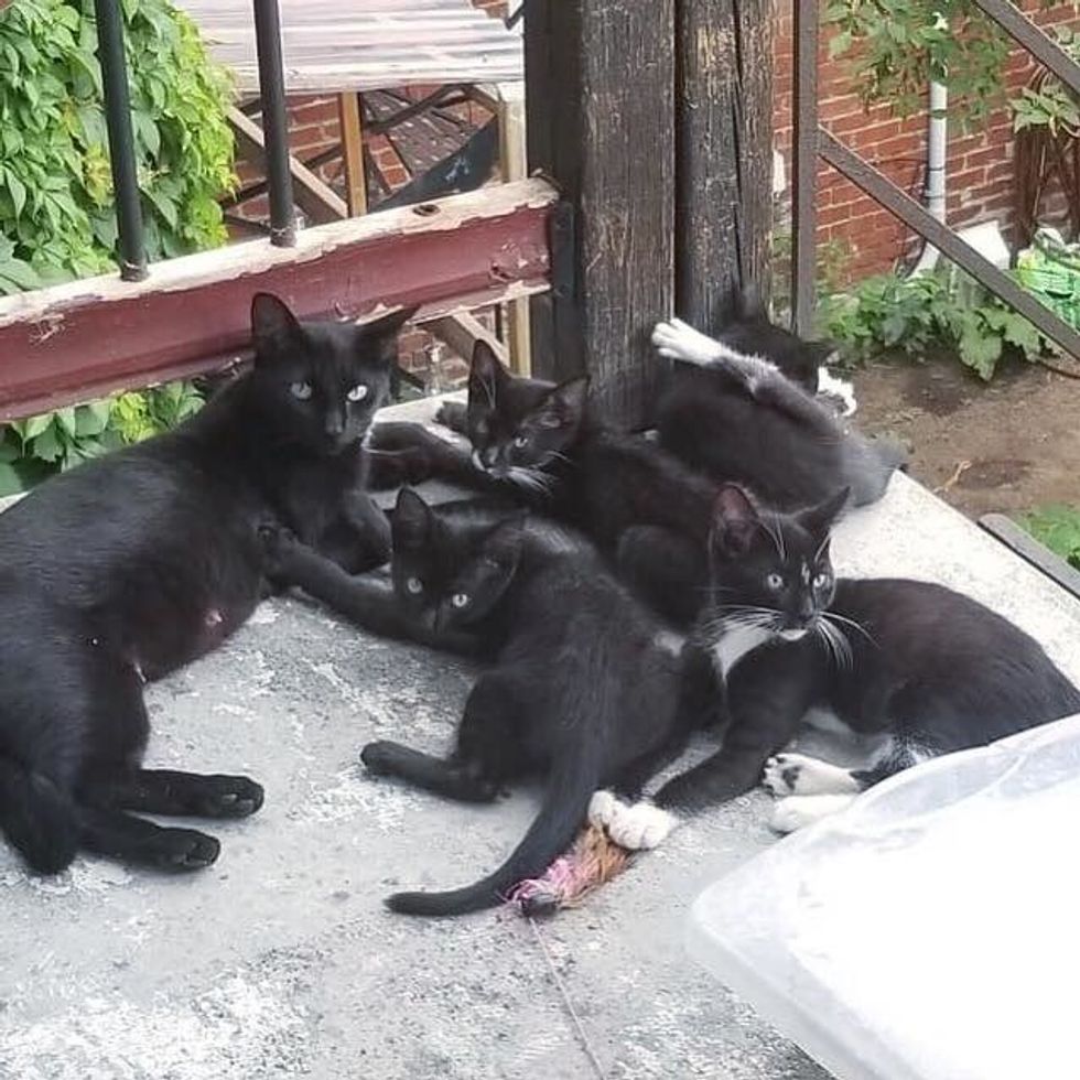 Cat Brings Her Kittens to a Family that Was Kind to Her, and Asks for