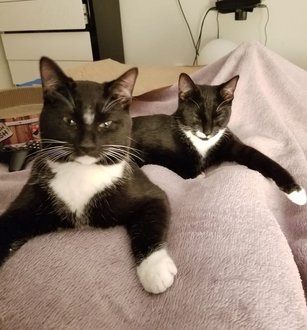 Cat Brings Her Kittens to a Family that Was Kind to Her, and Asks for