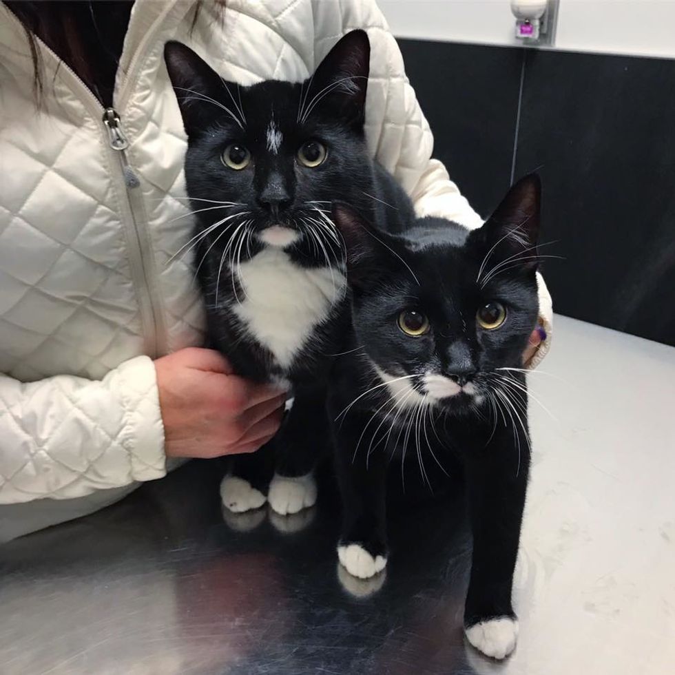 Cat Brings Her Kittens to a Family that Was Kind to Her, and Asks for