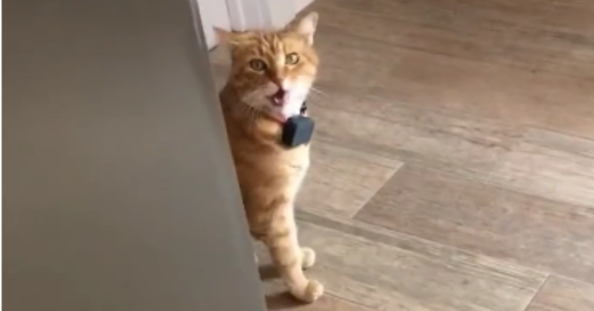 Someone Filmed Their Cat Saying 'Well Hi!' With A Thick Southern Drawl, And It's Everything
