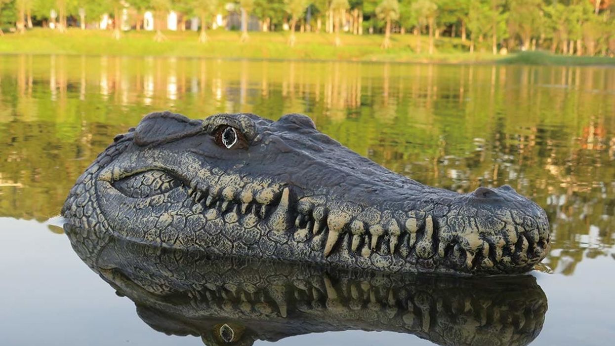 A remote control gator head and 10 other gift ideas for your favorite Florida man