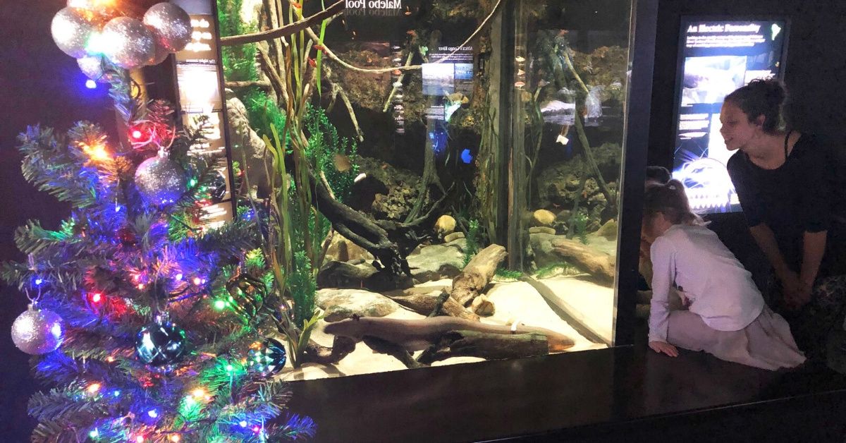 Tennessee Aquarium's Christmas Lights Display Is 'Powered By Electric Eel'