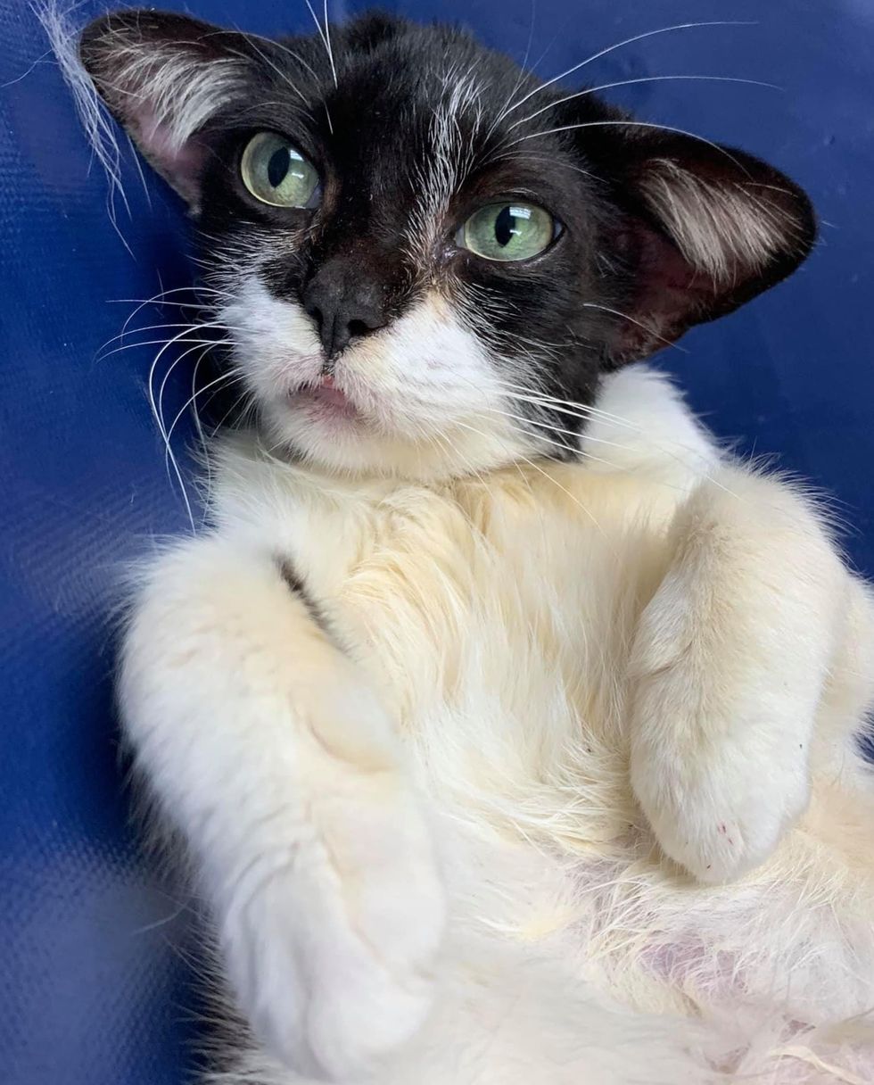 Kitten With Adorable Ears Is So Happy to Be Loved After She Was Rescued ...