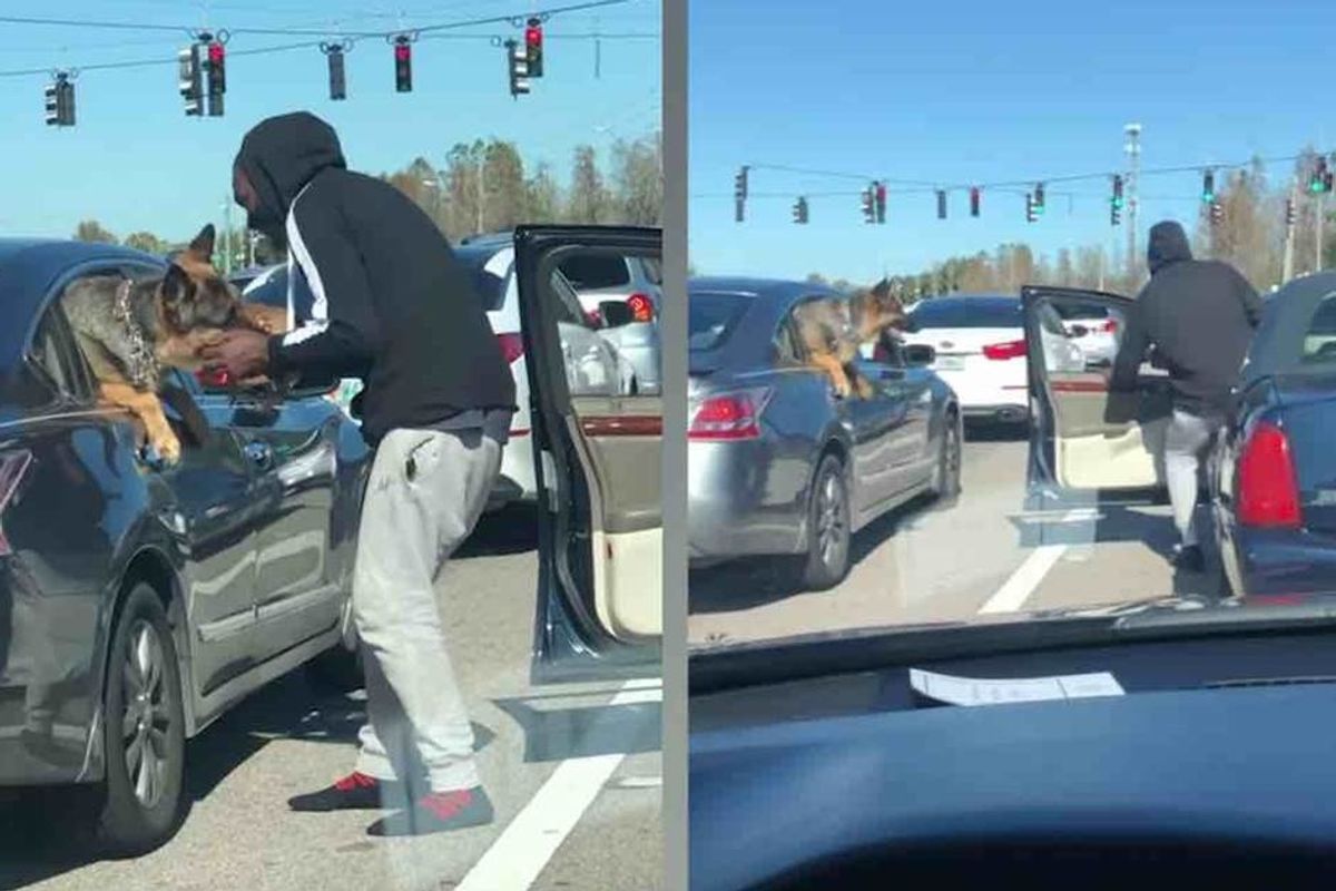 Man jumps out of his car with a puppy in the most adorable red-light moment ever recorded