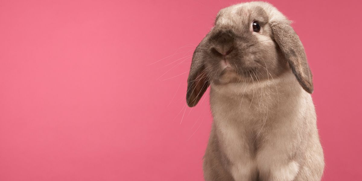 These Three Major States Just Banned Animal Testing in Cosmetics