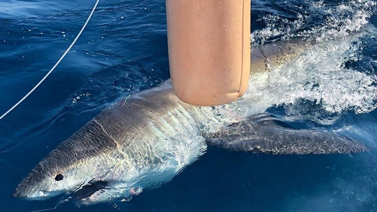 Fishermen reel in 13-foot great white shark off Florida coast