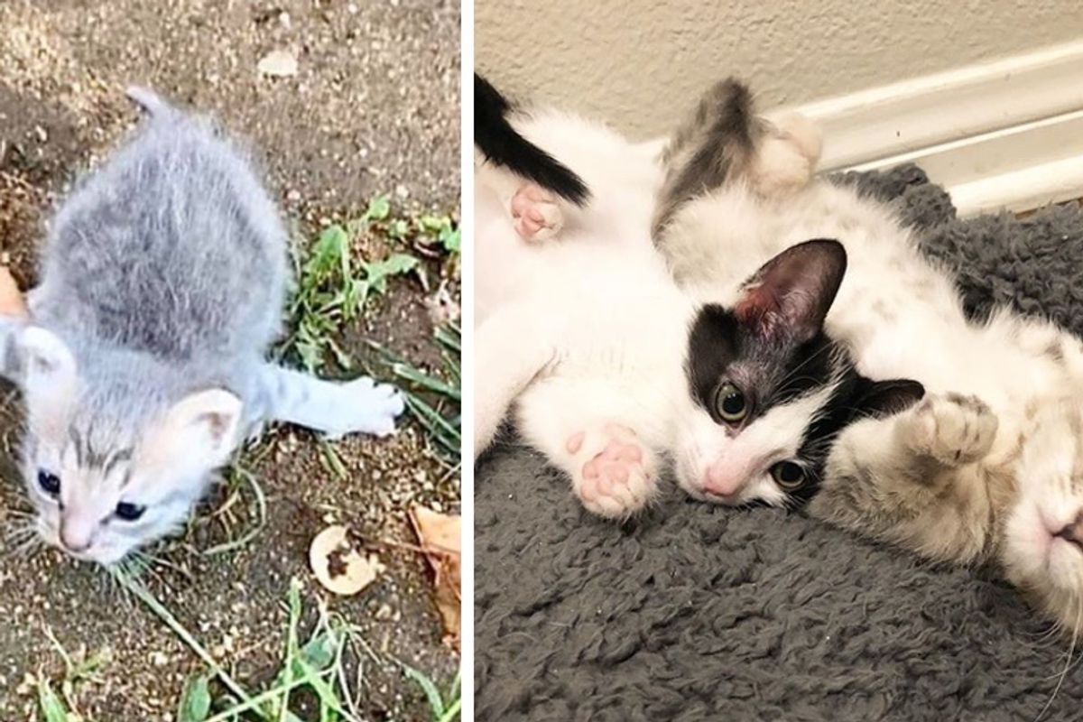 Kitten Who Needed a Friend, Helps Another Kitten With Rare Condition